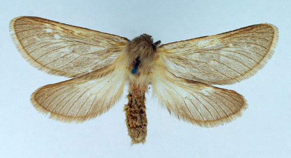 /filer/webapps/moths/media/images/L/leucocyma_Eudalaca_AF_TMSA.jpg
