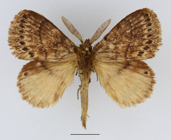 /filer/webapps/moths/media/images/L/leucocyma_Philotherma_AM_Basquin_01.jpg