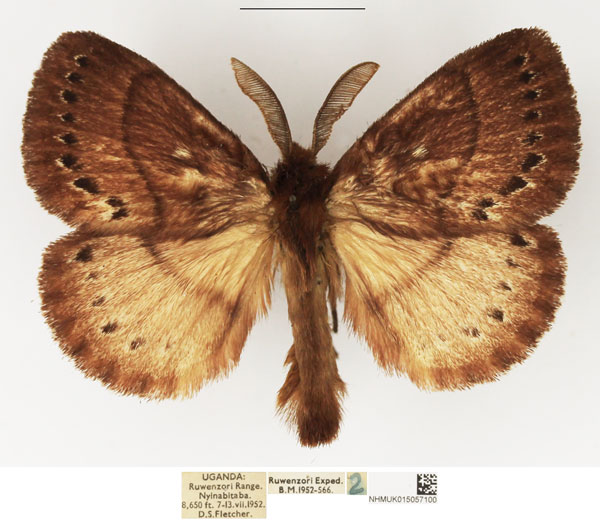 /filer/webapps/moths/media/images/L/leucocyma_Philotherma_AM_NHMUK_01.jpg