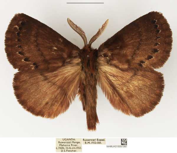 /filer/webapps/moths/media/images/L/leucocyma_Philotherma_AM_NHMUK_02.jpg