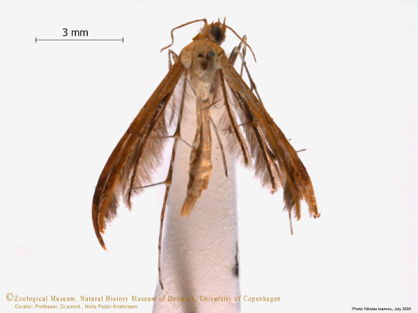/filer/webapps/moths/media/images/L/leucodactylus_Megalorhipida_A_ZMUC.jpg