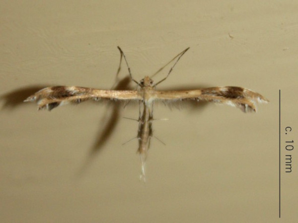 /filer/webapps/moths/media/images/L/leucodactylus_Megalorhipidia_A_Sydes.jpeg