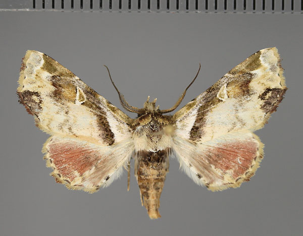 /filer/webapps/moths/media/images/L/leucodelta_Eutelia_AM_Fiebig.jpg