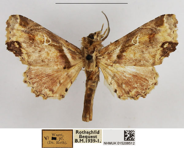 /filer/webapps/moths/media/images/L/leucodelta_Eutelia_AM_NHMUK.jpg