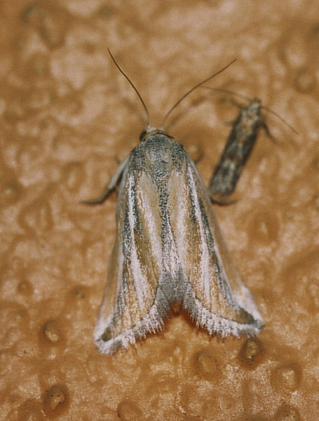 /filer/webapps/moths/media/images/L/leucodicranon_Eublemma_A_Roland_01.jpg