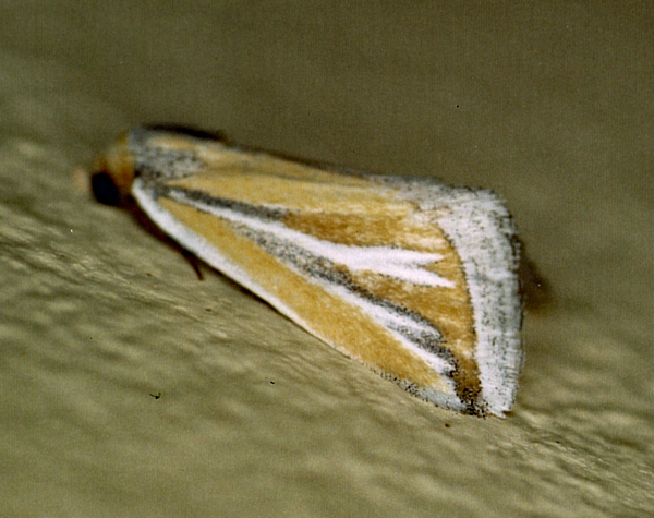 /filer/webapps/moths/media/images/L/leucodicranon_Eublemma_A_Roland_01_ybm1rGP.jpg