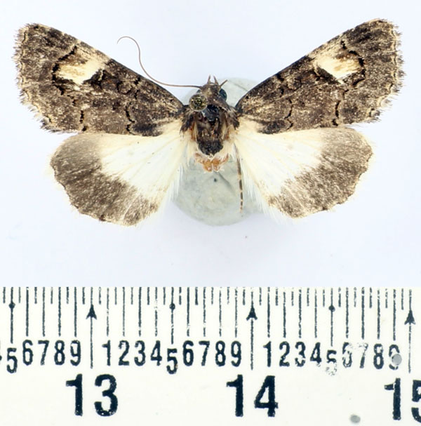 /filer/webapps/moths/media/images/L/leucodonta_Epharmottomena_AF_BMNH.jpg