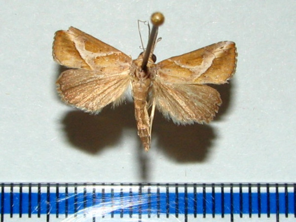 /filer/webapps/moths/media/images/L/leucodonta_Zekelita_A_Goffa_01.jpg