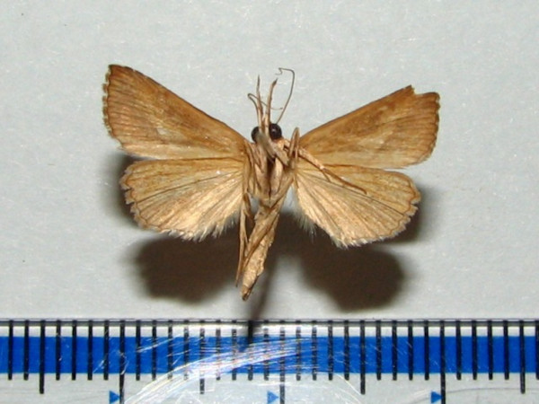 /filer/webapps/moths/media/images/L/leucodonta_Zekelita_A_Goffb_01.jpg