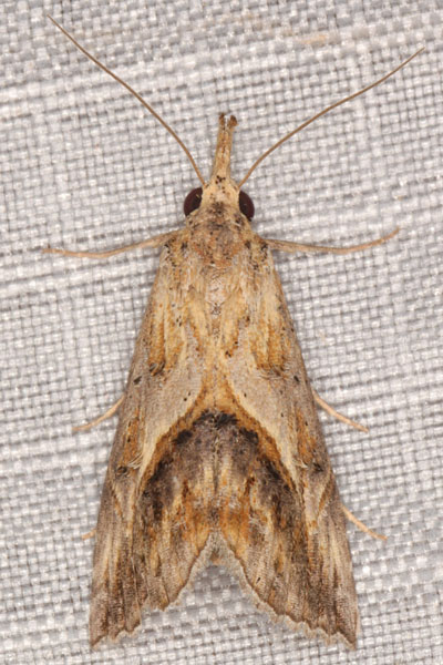 /filer/webapps/moths/media/images/L/leucodonta_Zekelita_A_Heynsa.jpg