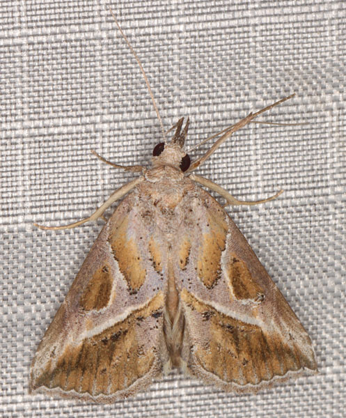 /filer/webapps/moths/media/images/L/leucodonta_Zekelita_A_Heynsb.jpg