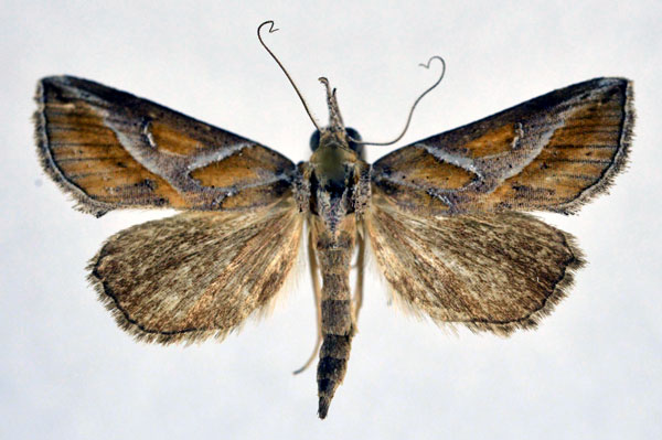 /filer/webapps/moths/media/images/L/leucodonta_Zekelita_A_NHMO.jpg