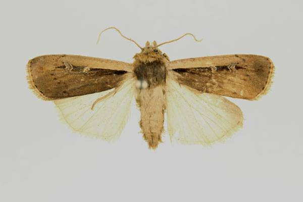 /filer/webapps/moths/media/images/L/leucogaster_Ochropleura_AF_RMCA_01.jpg