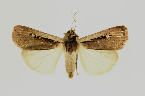 /filer/webapps/moths/media/images/L/leucogaster_Ochropleura_AF_RMCA_02.jpg