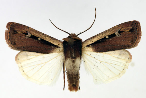 /filer/webapps/moths/media/images/L/leucogaster_Ochropleura_AM_Aulombard.jpg