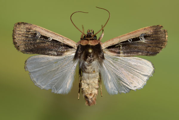 /filer/webapps/moths/media/images/L/leucogaster_Ochropleura_AM_Butler.jpg