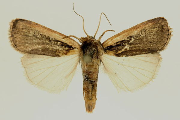 /filer/webapps/moths/media/images/L/leucogaster_Ochropleura_AM_RMCA_01.jpg