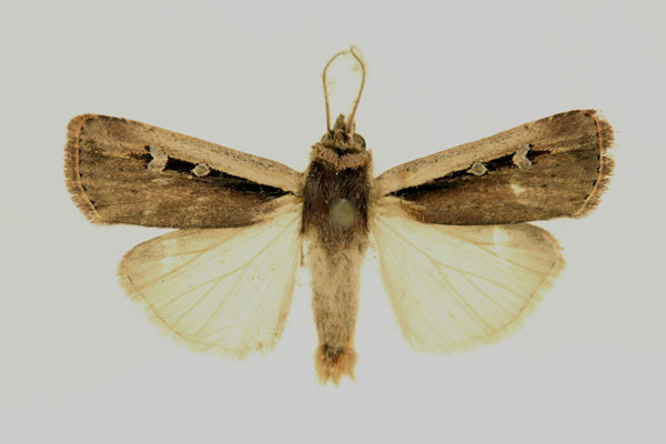 /filer/webapps/moths/media/images/L/leucogaster_Ochropleura_AM_RMCA_02.jpg