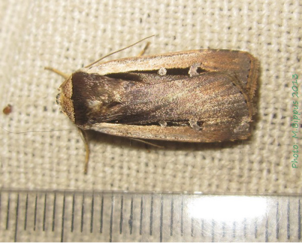 /filer/webapps/moths/media/images/L/leucogaster_Ochropleura_A_Bippus.jpg