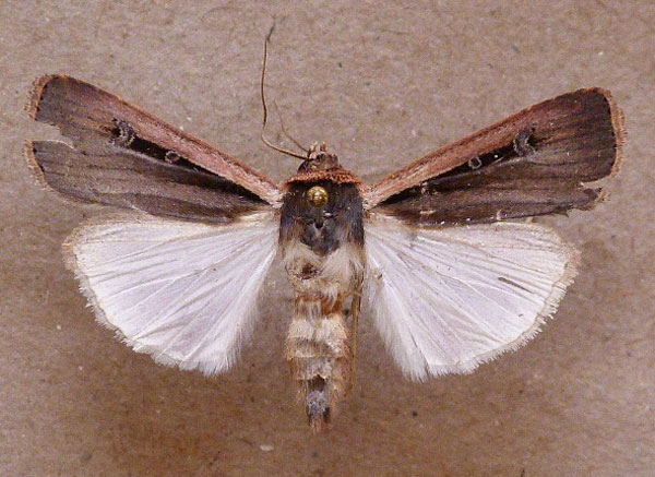 /filer/webapps/moths/media/images/L/leucogaster_Ochropleura_A_Butler.jpg