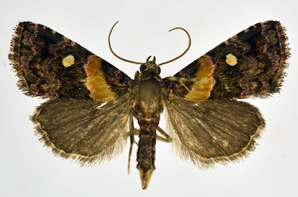 /filer/webapps/moths/media/images/L/leucoglene_Xanthomera_AM_NHMO.jpg