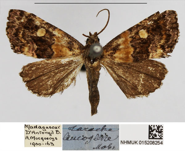 /filer/webapps/moths/media/images/L/leucoglene_Xanthomera_AM_NHMUK_01.jpg
