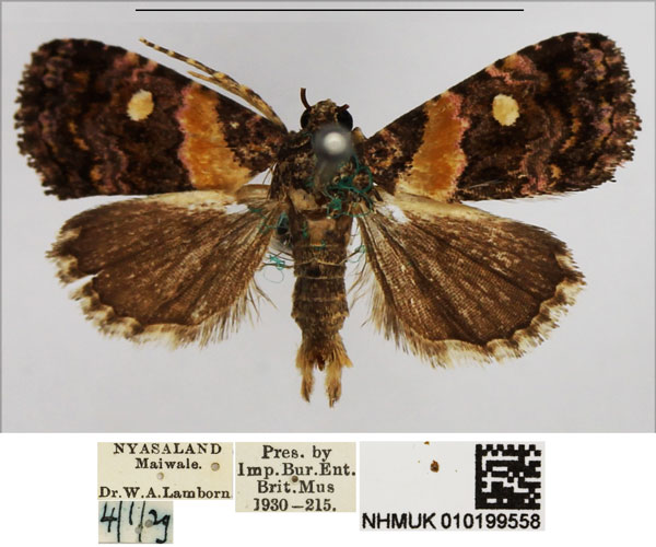 /filer/webapps/moths/media/images/L/leucoglene_Xanthomera_AM_NHMUK_02.jpg