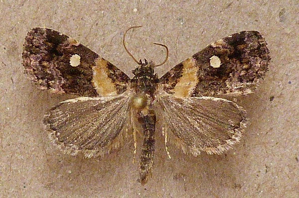 /filer/webapps/moths/media/images/L/leucoglene_Xanthomera_A_Butler.jpg
