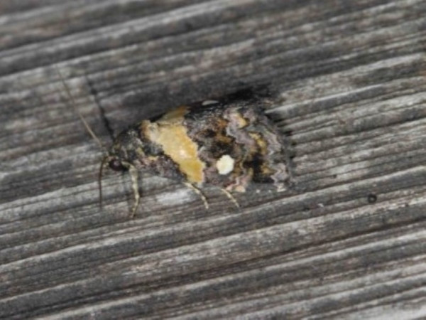 /filer/webapps/moths/media/images/L/leucoglene_Xanthomera_A_DeBeer.jpg
