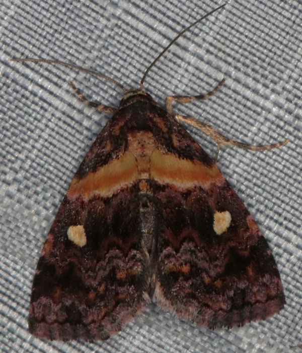 /filer/webapps/moths/media/images/L/leucoglene_Xanthomera_A_Heyns.jpg