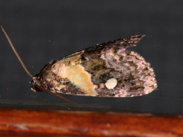 /filer/webapps/moths/media/images/L/leucoglene_Xanthomera_A_Roland.jpg