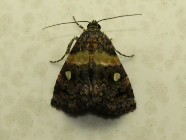 /filer/webapps/moths/media/images/L/leucoglene_Xanthomera_A_Sydes.jpg