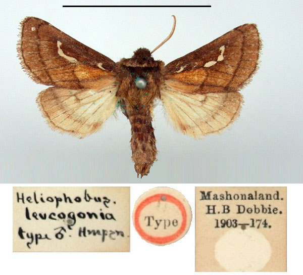 /filer/webapps/moths/media/images/L/leucogonia_Heliophobus_HT_BMNH.jpg