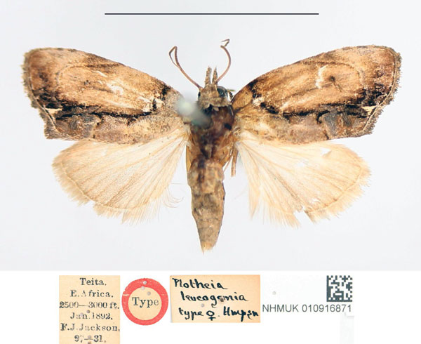 /filer/webapps/moths/media/images/L/leucogonia_Plotheia_HT_NHMUK.jpg