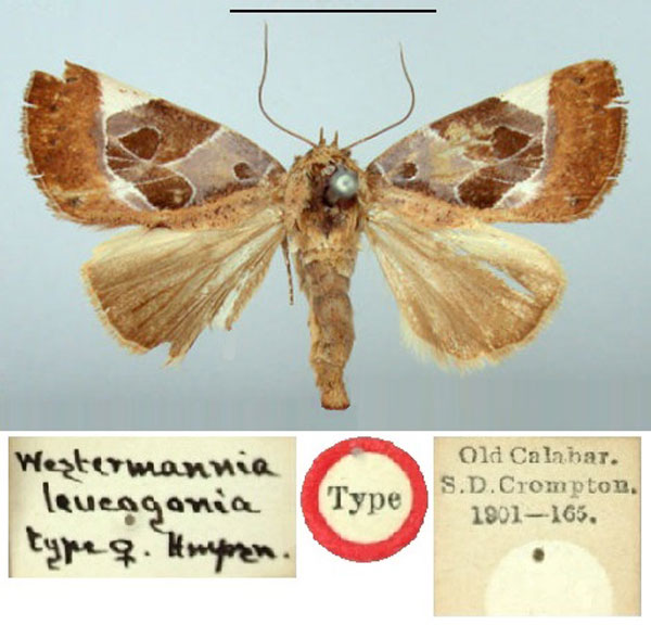 /filer/webapps/moths/media/images/L/leucogonia_Westermannia_HT_BMNH.jpg