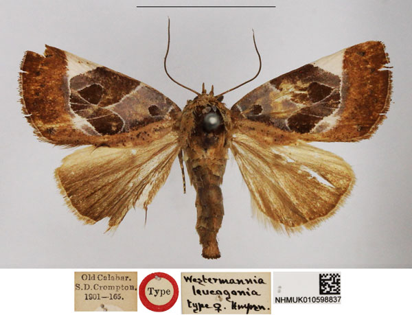 /filer/webapps/moths/media/images/L/leucogonia_Westermannia_HT_NHMUK.jpg