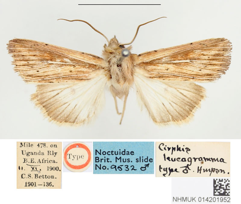 /filer/webapps/moths/media/images/L/leucogramma_Cirphis_STM_BMNHa.jpg