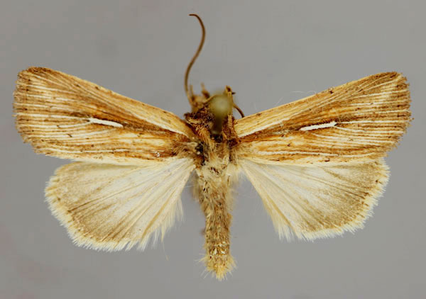 /filer/webapps/moths/media/images/L/leucogramma_Leucania_A_RMCA_01.jpg