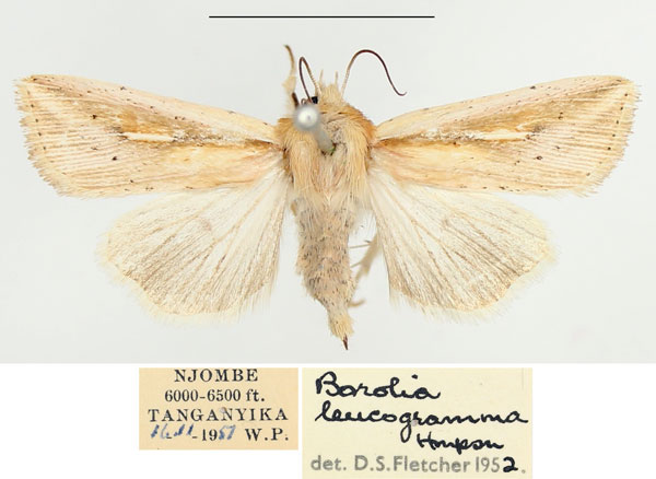 /filer/webapps/moths/media/images/L/leucogramma_Mythimna_AF_BMNH.jpg