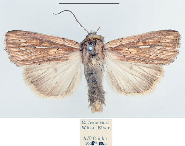 /filer/webapps/moths/media/images/L/leucogramma_Mythimna_AM_BMNH_01.jpg