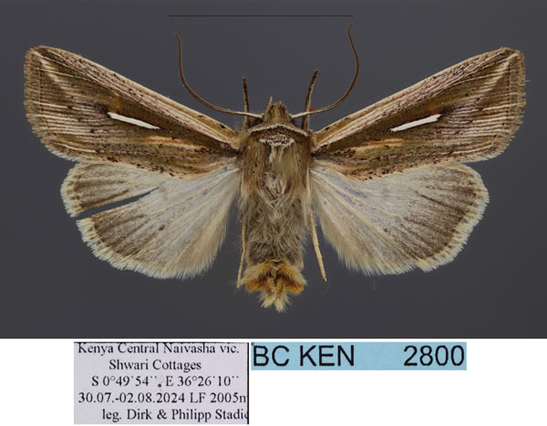 /filer/webapps/moths/media/images/L/leucogramma_Mythimna_AM_Stadie.jpg