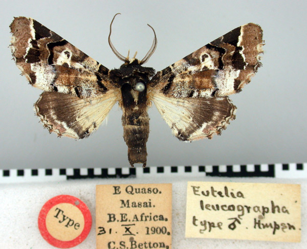 /filer/webapps/moths/media/images/L/leucographa_Eutelia_HT_BMNH.jpg