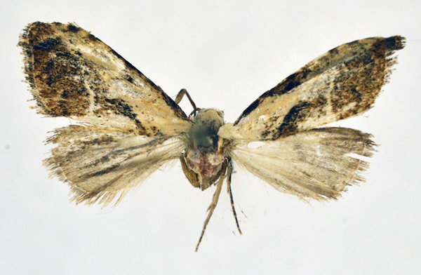 /filer/webapps/moths/media/images/L/leucographa_Meganola_A_NHMO.jpg