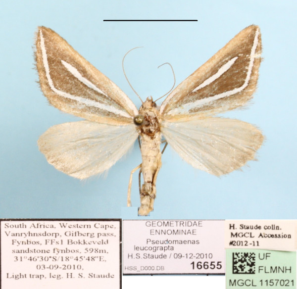 /filer/webapps/moths/media/images/L/leucograpta_Pseudomaenas_A_MGCLa_01.jpg