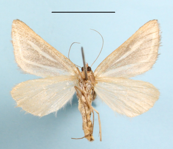 /filer/webapps/moths/media/images/L/leucograpta_Pseudomaenas_A_MGCLb_01.jpg
