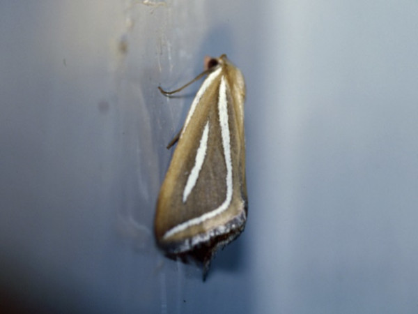 /filer/webapps/moths/media/images/L/leucograpta_Pseudomaenas_A_Roland.jpg