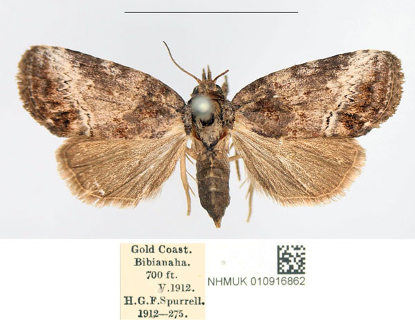 /filer/webapps/moths/media/images/L/leucograpta_Selepa_AF_NHMUK.jpg