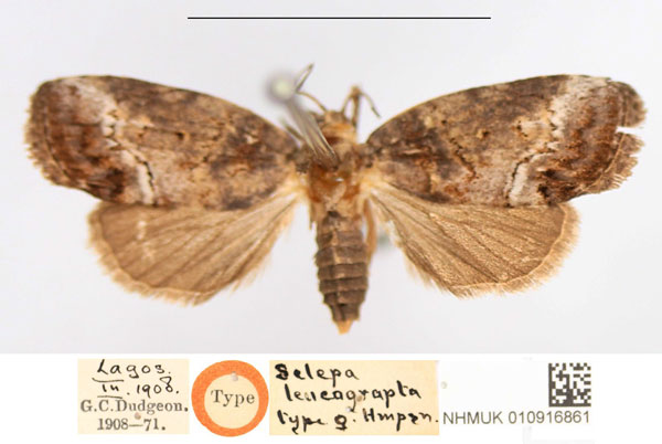/filer/webapps/moths/media/images/L/leucograpta_Selepa_HT_NHMUK.jpg