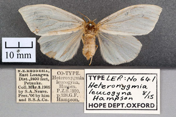 /filer/webapps/moths/media/images/L/leucogyna_Heteronygmia_STF_OUMNH_01.jpg