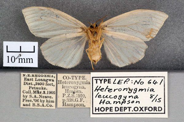 /filer/webapps/moths/media/images/L/leucogyna_Heteronygmia_STF_OUMNH_02.jpg